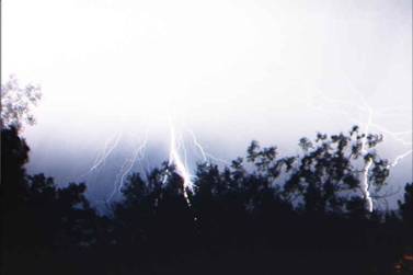 lightninginthetrees.jpg
